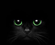 Могат ли Котките да Виждат в Тъмното?