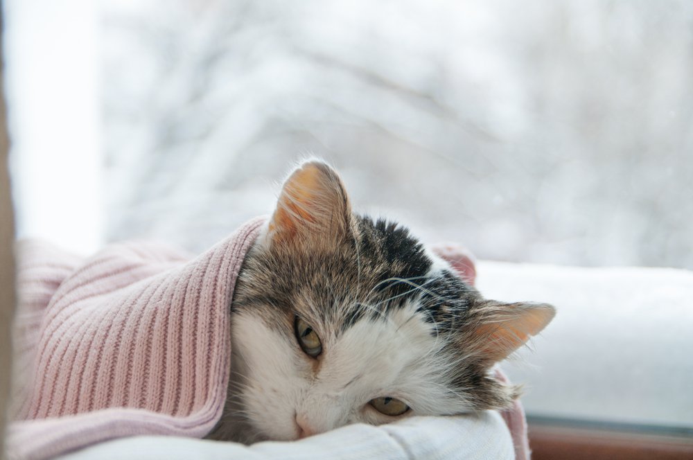 Кои са често срещаните признаци при болна котка?