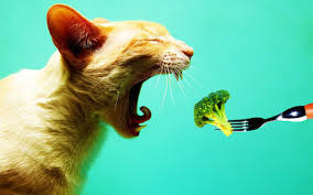 Котка, приготвяща се да изяде броколи