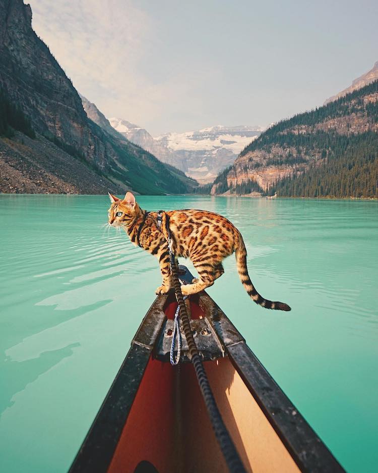 Котка-пътешественик