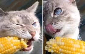 Две снимки: на първата котка яде кучан царевица, а на втората се облизва