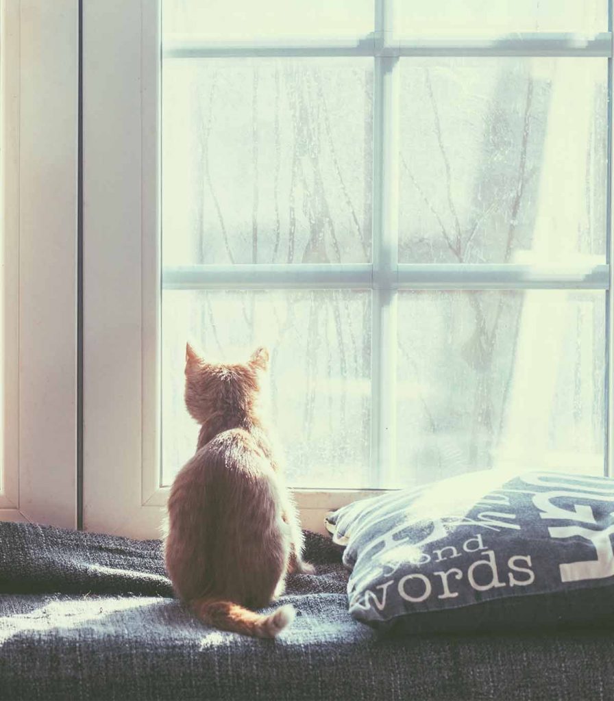 Котка, която гледа през прозореца