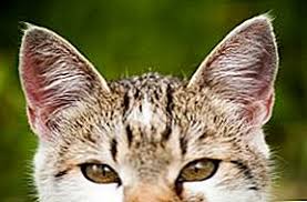 Как да лекуваме котешките уши