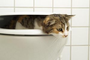 Котка, която е в тоалетната