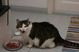 Котка, която яде развалена храна