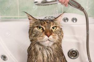 Сърдита котка, която не иска да бъде къпана