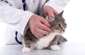 Котка, която се лекува при ветеринар