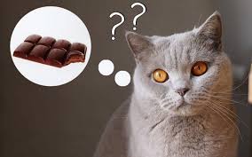 Котка си задава въпрос дали шоколада е полезен за нея