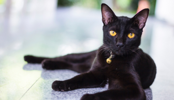 А дали черната котка всъщност не носи щастие?