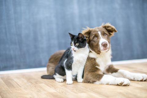 Котка или куче - кой разпознава по-добре името си 