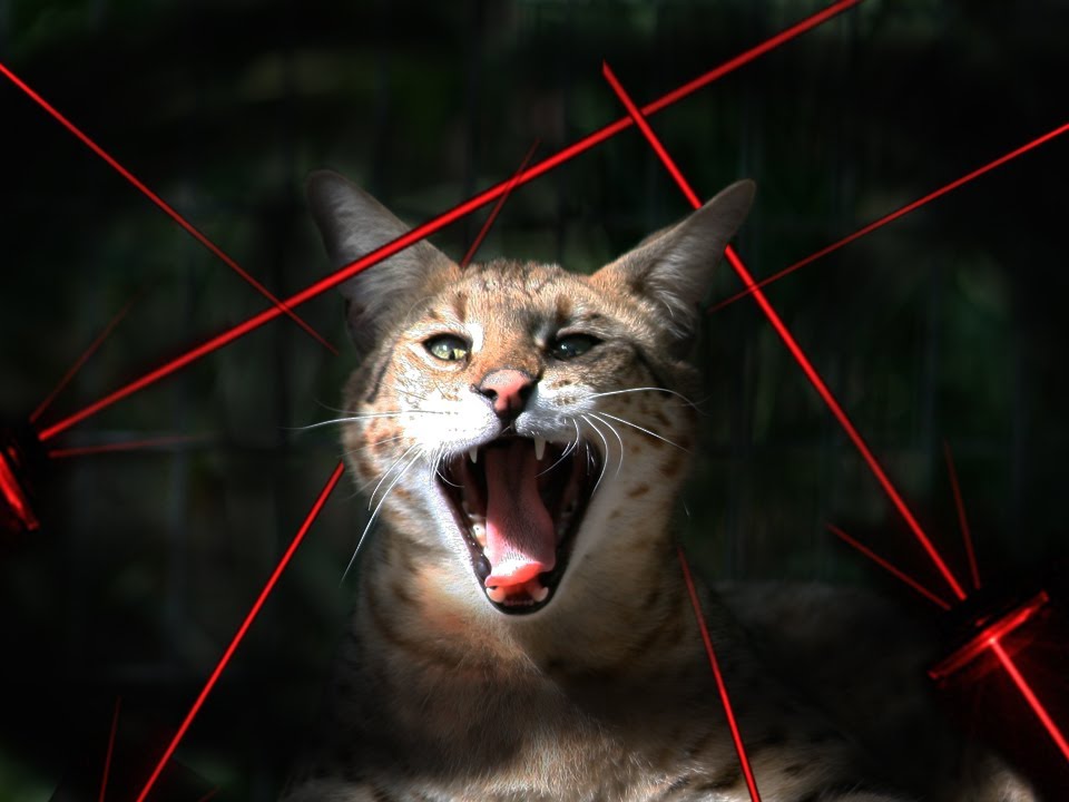 Котка, която е ужасена от много лазери