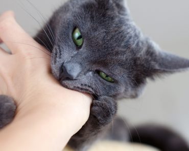 Измамни Митове за Котешкото Поведение