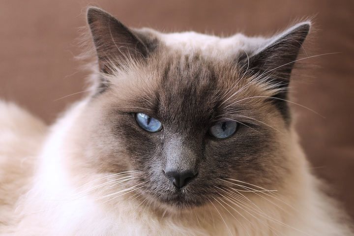 Прекрасен представител на балийска котка със сини очи