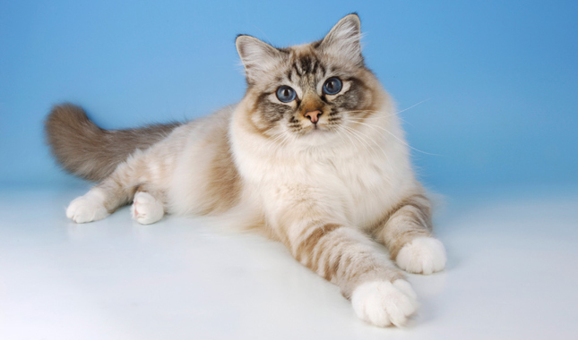 Прекрасна бирманска котка със сини очи 
