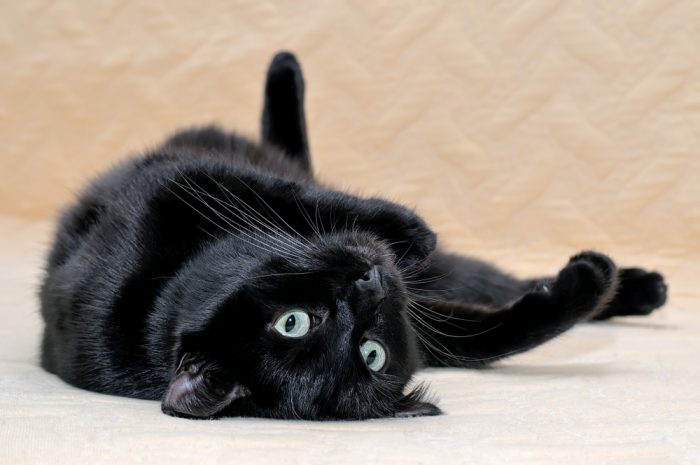 Черната перла - Бомбайската котка 