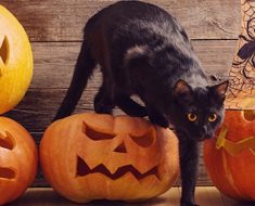 Каква е връзката между черната котка и Хелоуин?
