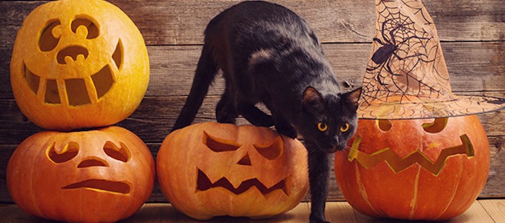 Какво е общото между Хелоуин и черната котка?