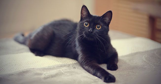 А вие с какво свързвате черната котка?