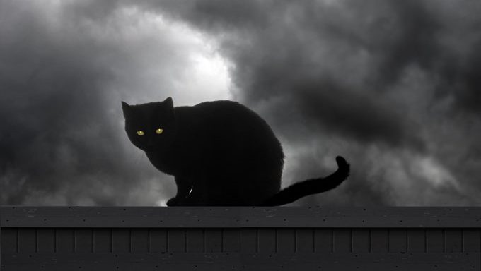 Черната котка - лош късмет или просто суеверие?