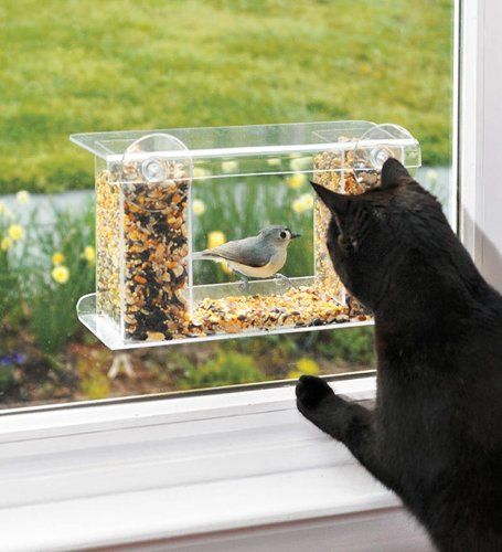 Черна котка, която дебне птица през прозореца