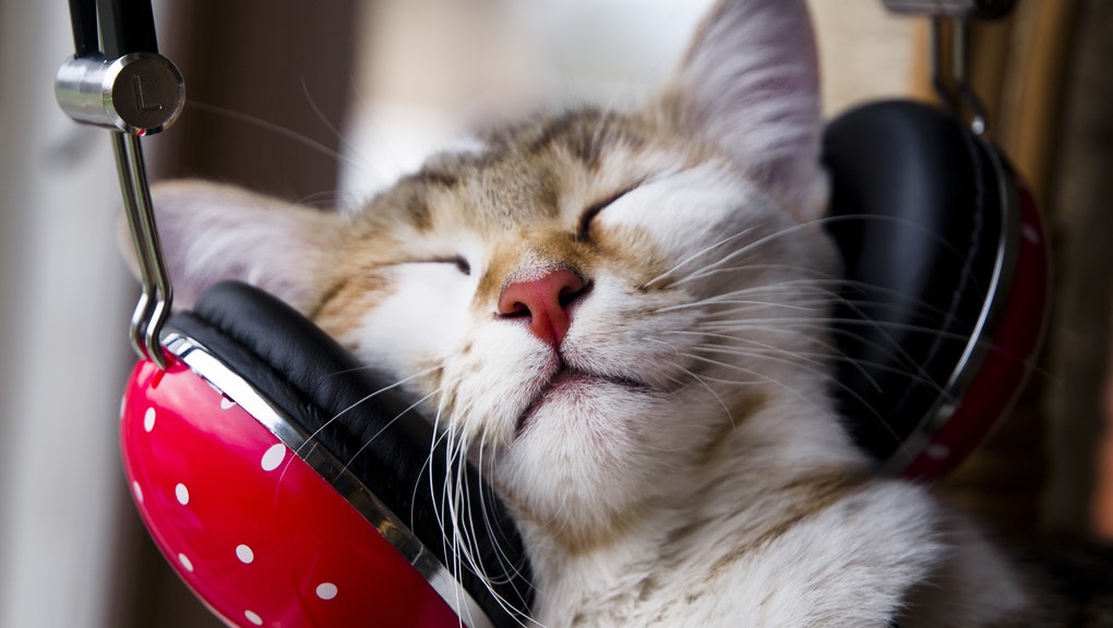 Котка със слушалки, слушаща релакираща музика