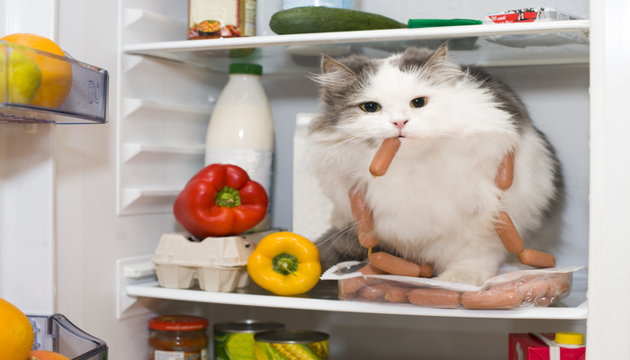 Котка в хладилник, опитваща се да открадне наденичка