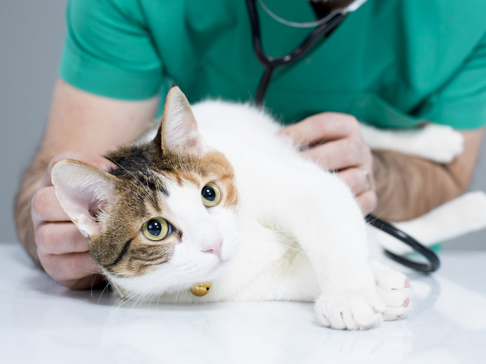 Котка при преглед при ветеринар