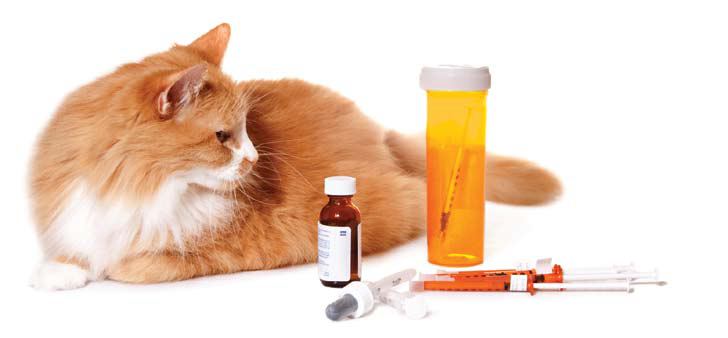 Рижава котка, която лежи, а около нея има лекарства за диабет.