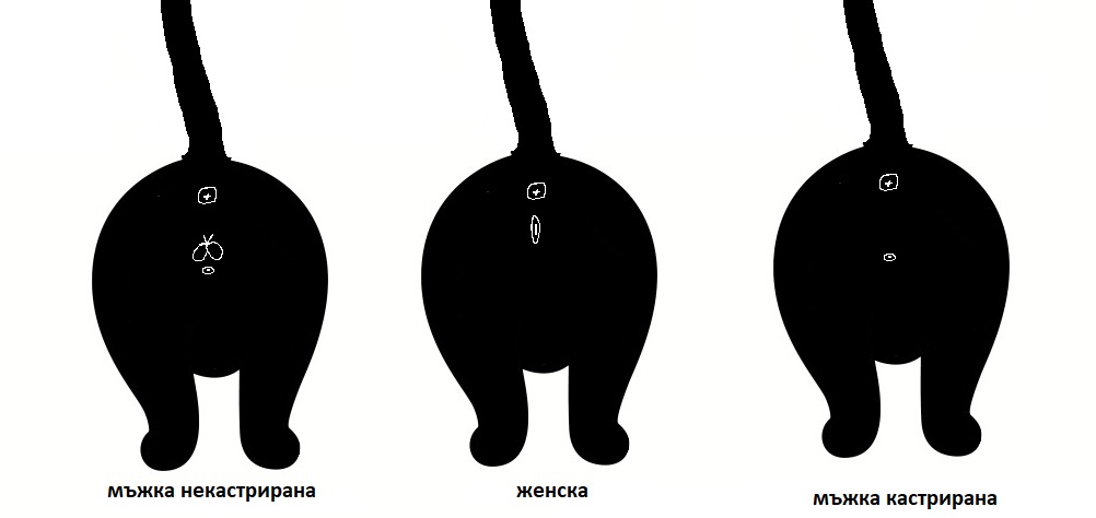 Разликите между женска, мъжка и мъжка кастрирана котка