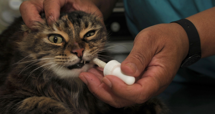 Котка, която е лекувана от котешка чума