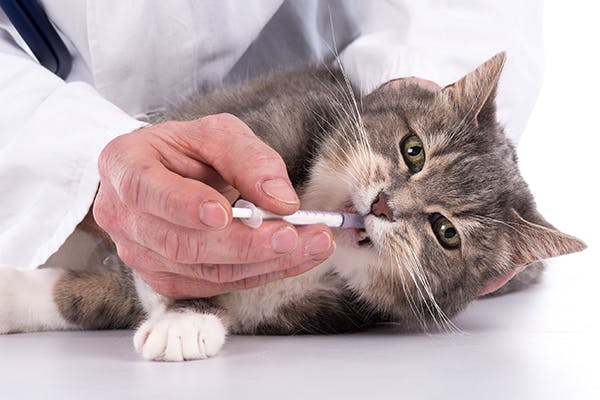Котка при ветеринар, на която й дават лекарство