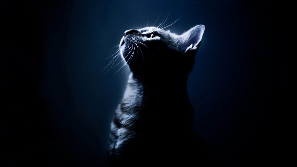 Котка в тъмното