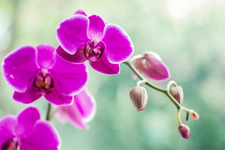 Прекрасна лилава орхидея